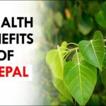 Amazing health benefits Peepal