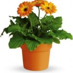 Gerbera (Orange)