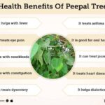 Health-Benefits-Of-Peepal-Tree