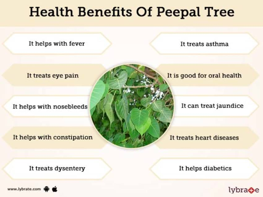 Peepal Tree: Uses, Benefits, Side Effects and more! - PharmEasy Blog