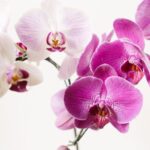 Orchids