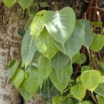 Peepal-tree