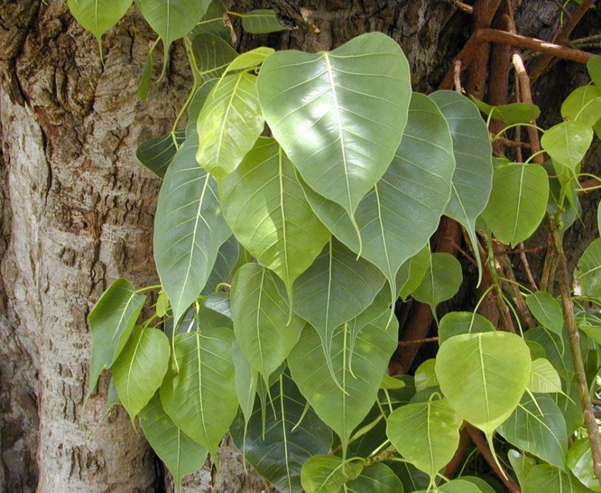 Powerful Health Benefits of Peepal Tree - Kariyawasam.com