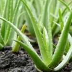 aloe-vera-plants