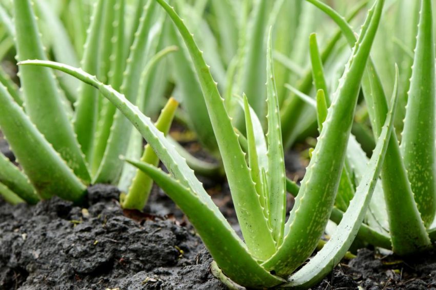 Aloe Vera Plants 8182